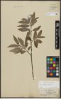 Foto von Salix alba L. x Salix fragilis L.